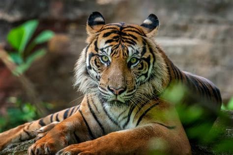 Big Adult Sumatran Tiger With Sharp Eyes Stock Image Image Of Nature