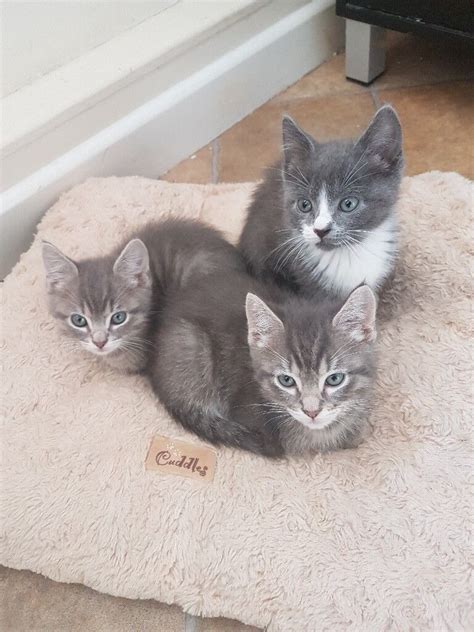 Grey Ragdoll X Kittens For Sale In Mansfield Nottinghamshire Gumtree