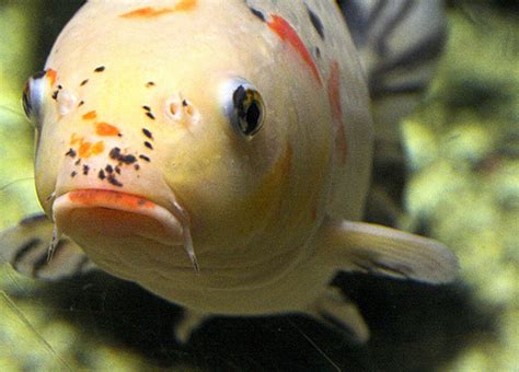 Sad Fish Blank Template Imgflip