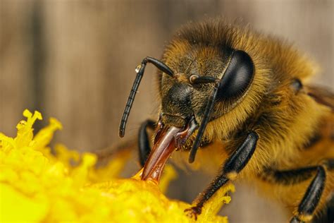 5 Fascinating Honeybee Photos Coxs Honey