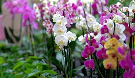 Quanto custa uma orquídea Veja o preço dessa flor Quanto Custa