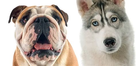 What Is A Husky Bulldog Mix Called Breed And Care Guide