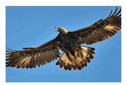 Birds Prey Animated Eagle Golden Species Gifer