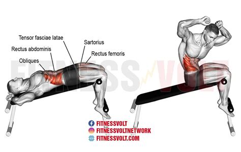 Sit Up Rectus Abdominis Culturism Culturismulro