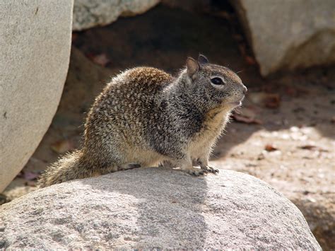 Fileca Ground Squirrel On Rock Wikipedia