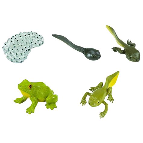 Safariology Life Cycle Of A Frog Animalkingdoms