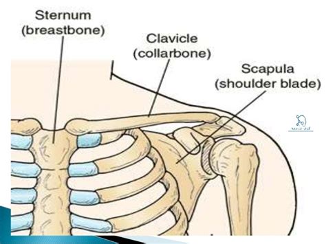 Mcqquestions Clavicle With Answer How To Relief