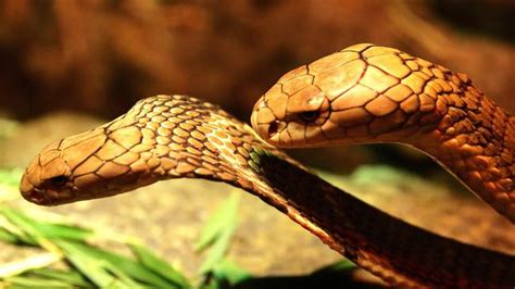 Snake Charm As Female King Cobra Accepts Amorous Advances Of Her Tongue