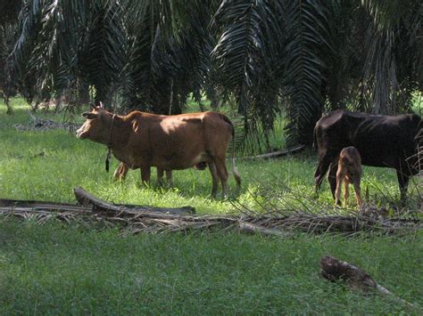 Lembu jualan borong jenis brahman selepas untuk awal tahun 2012 rm7.90 p/kg penghantaran turut disediakan !! Ternakan Lembu Intergrasi Satu Projek Pelaburan Bijak ...