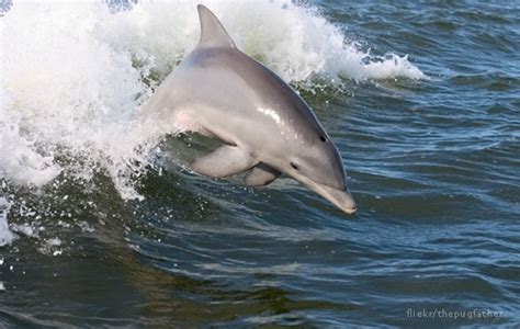 Dolphins Call Each Other Out By Their Names • The National Wildlife