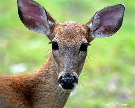 A Close Up Of A Florida Whitetail Deer Wild Florida Harry Rother