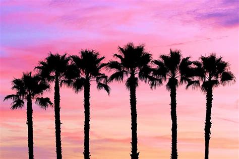 Florida Palm Trees Photograph By Elizabeth Budd Pixels