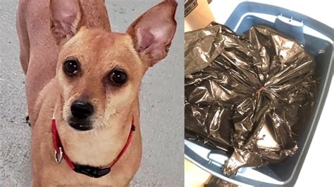 Chihuahua Found Dumped In Garbage Bag Nearly Suffocated Westchester