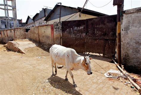 Hindu Mob Lynches Two Muslims Over Alleged Cow Theft