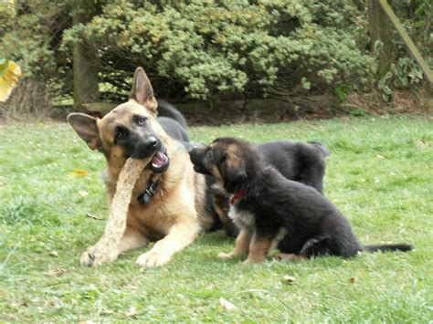 Quality German Shepherd Puppies For Sale Swindon
