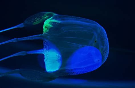 Erbse Maria Spröde Box Jellyfish Size Mich Selber Ist Entdeckung