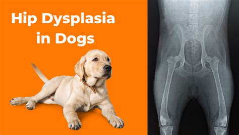 Hip Dysplasia In Dogs The Golden Paste Company