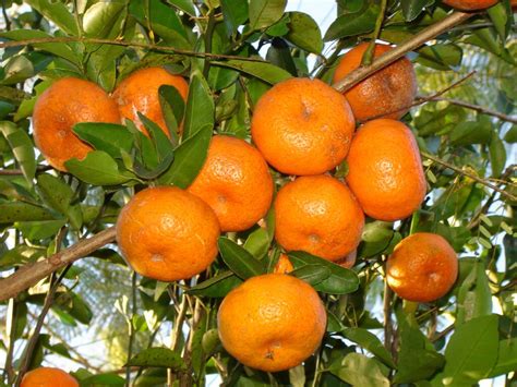 Tangerine Murcott