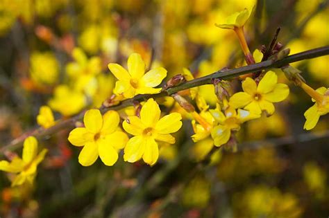 How To Grow Winter Jasmine Jasminum Nudiflorum Gardeners Path