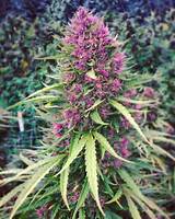 Pictures of Where Can I Get A Marijuana Plant