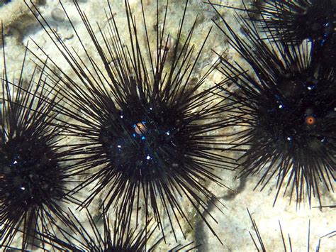 Black Longspine Sea Urchin Tasting The World