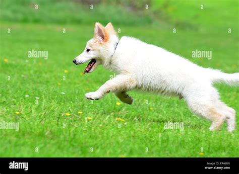 White German Shepherd Puppy Running And Playing In A Field Stock Photo