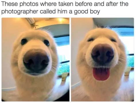 Here Are All The Funniest Dog Memes For Your Quaranti