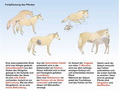 Das Pferd K Rperbau Information Online