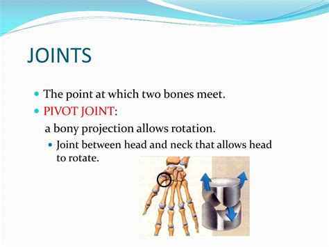 Ppt Skeletal System Chapter 15 Lessons 1 And 2 Powerpoint