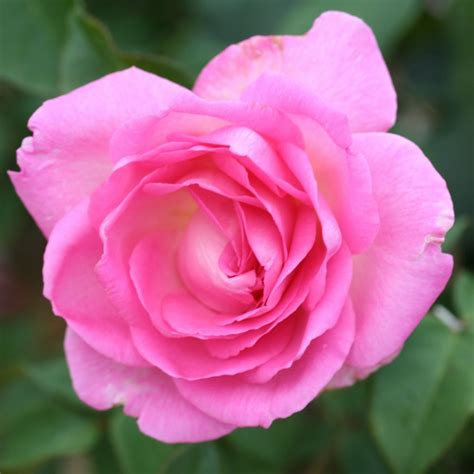 Rose 'Pink Perfection' - HT - Cowell's Garden Centre ...