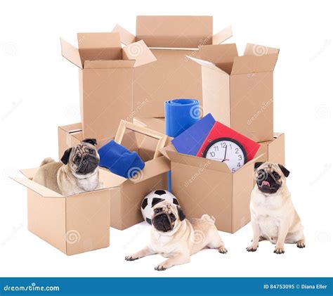 Moving Day Concept Brown Cardboard Boxes And Cute Dogs Isolate Stock