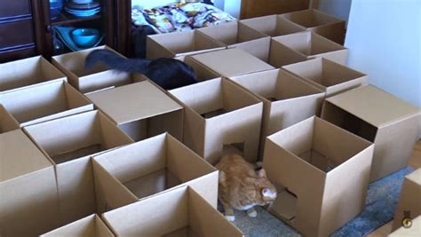 Man Creates Giant Maze For Cats Out Of Cardboard Boxes