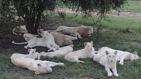 White Lions Pride Youtube
