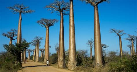 Baobab Tree Madagascar Source Getty Images The Baobab Tree Is