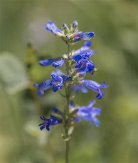 Utah Wasatch Mountain Blue Wildflowers Stock Image Image Of Mountains