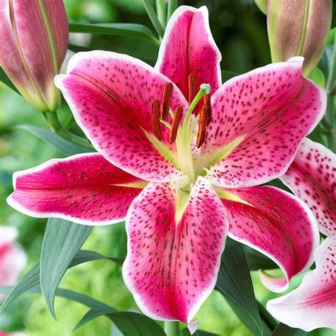 Know Your Lilies Asiatics Orientals Trumpets And More Longfield