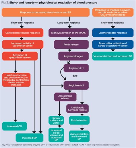 Vascular System 1 Anatomy And Physiology Nursing Times