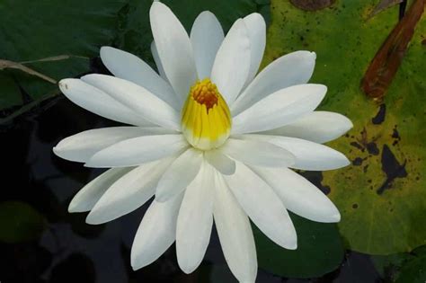 White Lily Meaning And Symbolism Purity And Luck
