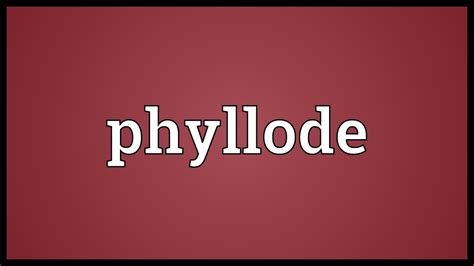 Phyllode Meaning Youtube