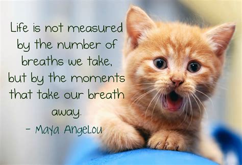 Cute Cat Pictures With Quotes
