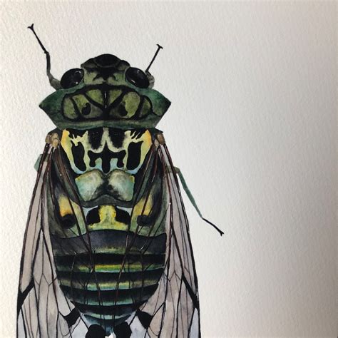 ART PRINT Original Watercolor Cicada Painting Bold Insect Etsy