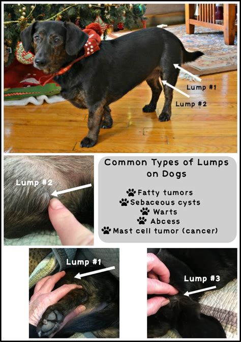 What Do Cancer Lumps Feel Like On Dogs