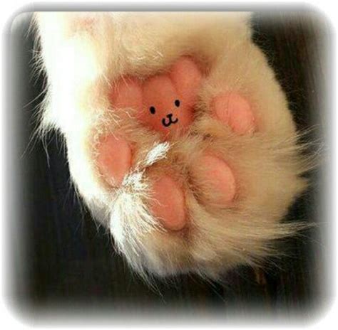 Cat Paw Teddy Bear Cats And Kittens Meow Pinterest Cat Paws Cat