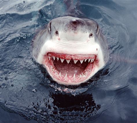 Great White Shark Number Of Teeth Teethwalls