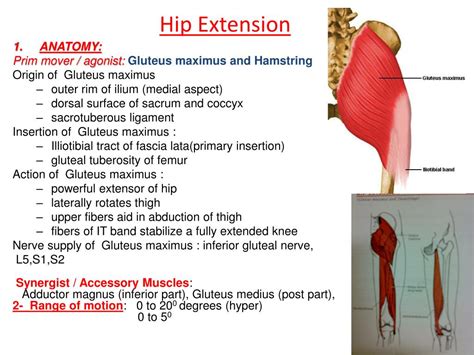 Ppt Hip Muscles Powerpoint Presentation Free Download Id2019850