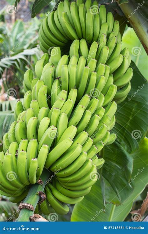 Bunch Of Green Bananas Stock Photo Image Of Banana Agriculture 57418554