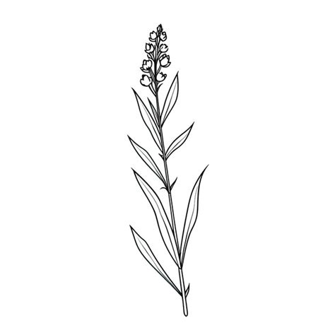 Premium Ai Image Herb Lavender Flower Ai Generated
