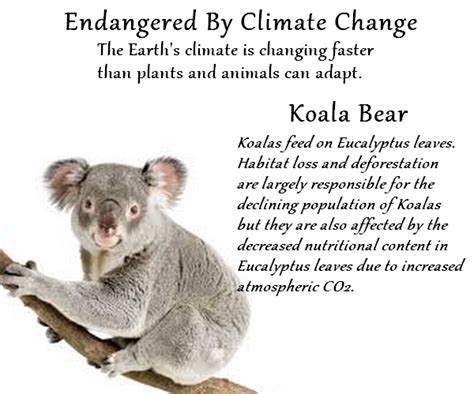 Koala Bears Endangered By Climatechange ~ Iron Troll