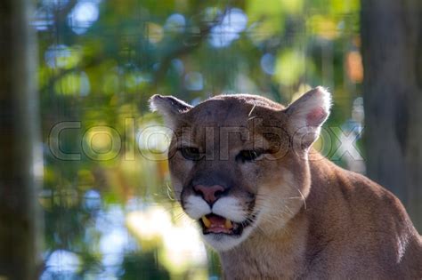 A Cougar At The Toronto Zoo Stock Image Colourbox