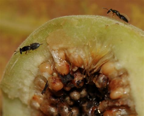 Do Wasps Live Inside Figs How It Works